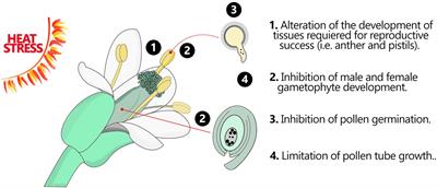The impact of heat stress in plant reproduction